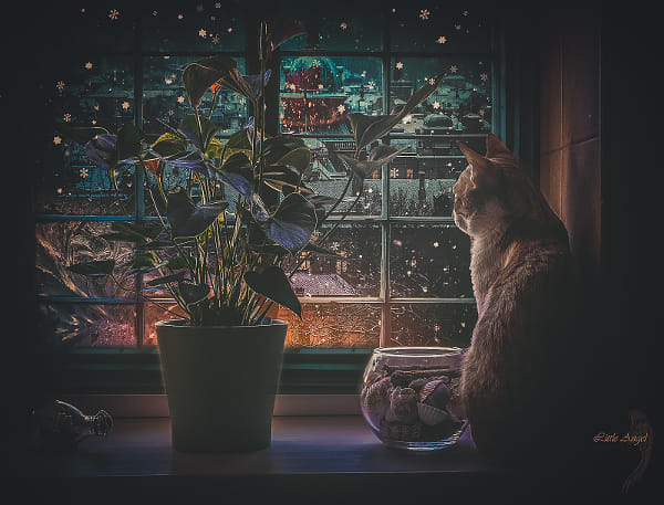 Dreaming Cat by Kate L.A. on 500px.com