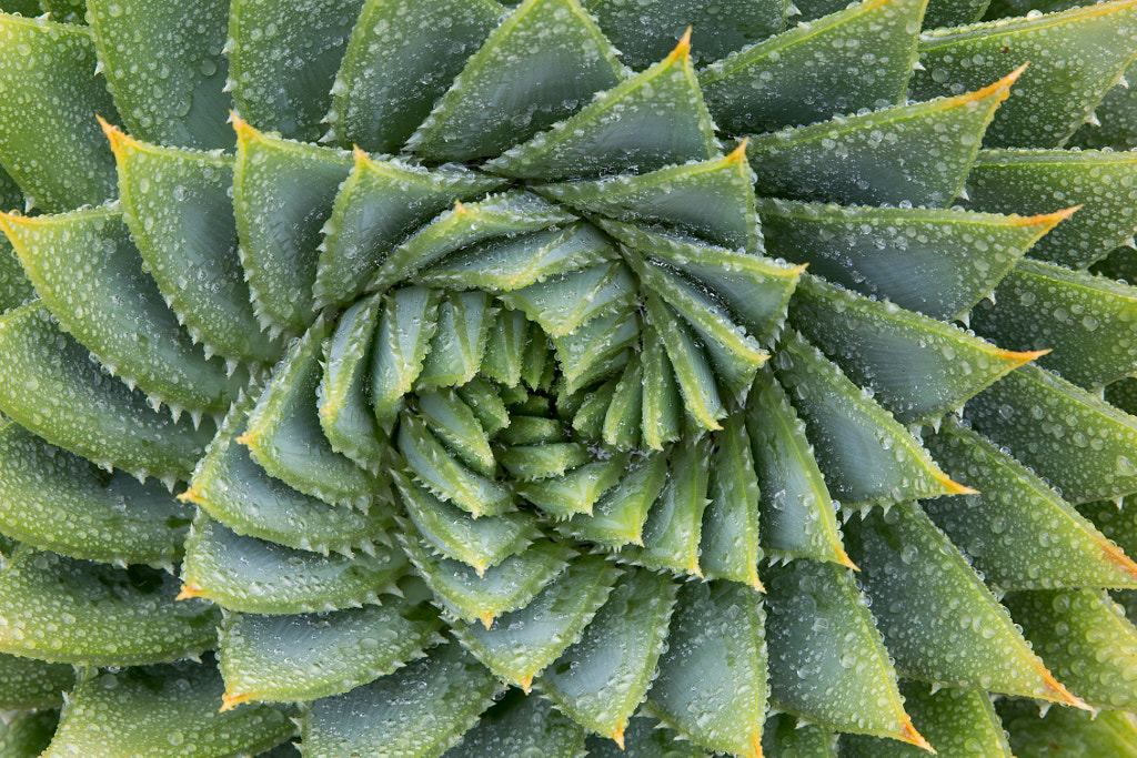 Natural Spiral by Randy Dellinger on 500px.com