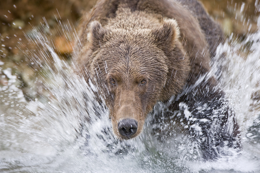 Charging Grizzly Bear by Paul Souders | WorldFoto / 500px