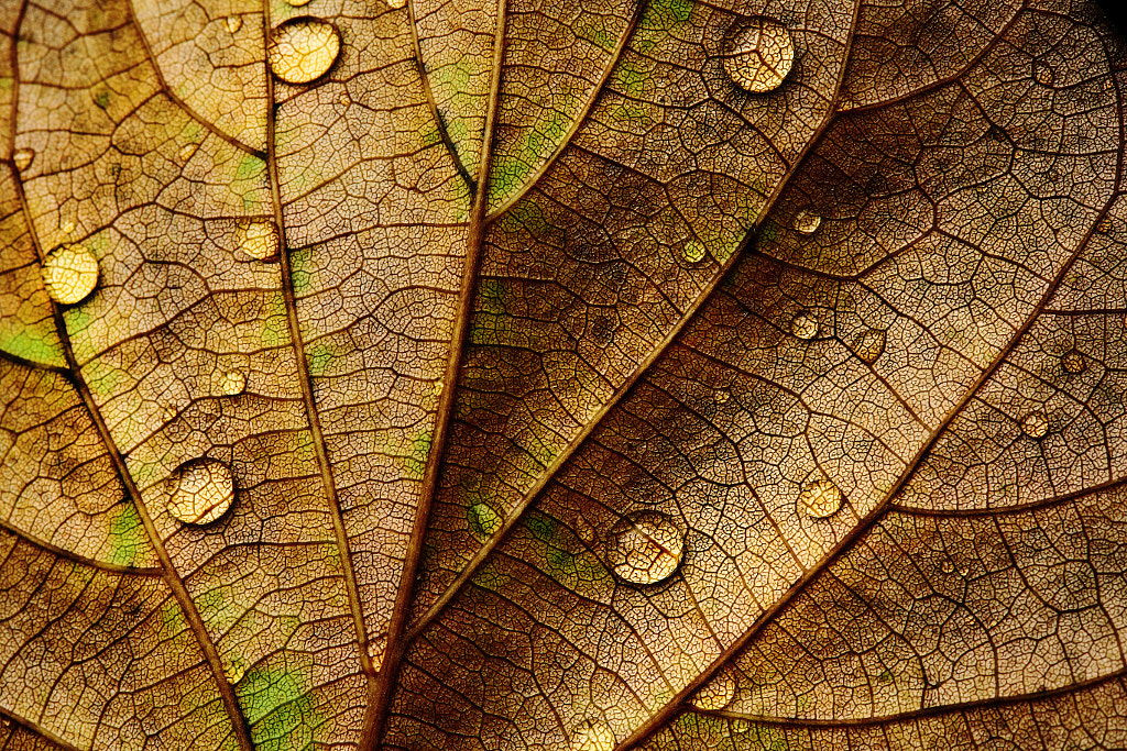 Life after death by Seema Swami on 500px.com