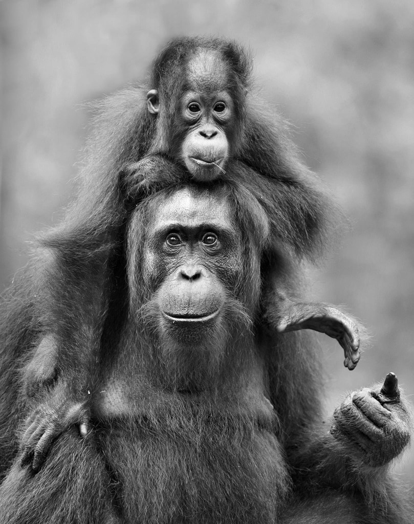 black and white pictures - Orang Utan by Elmar Weiss on 500px.com