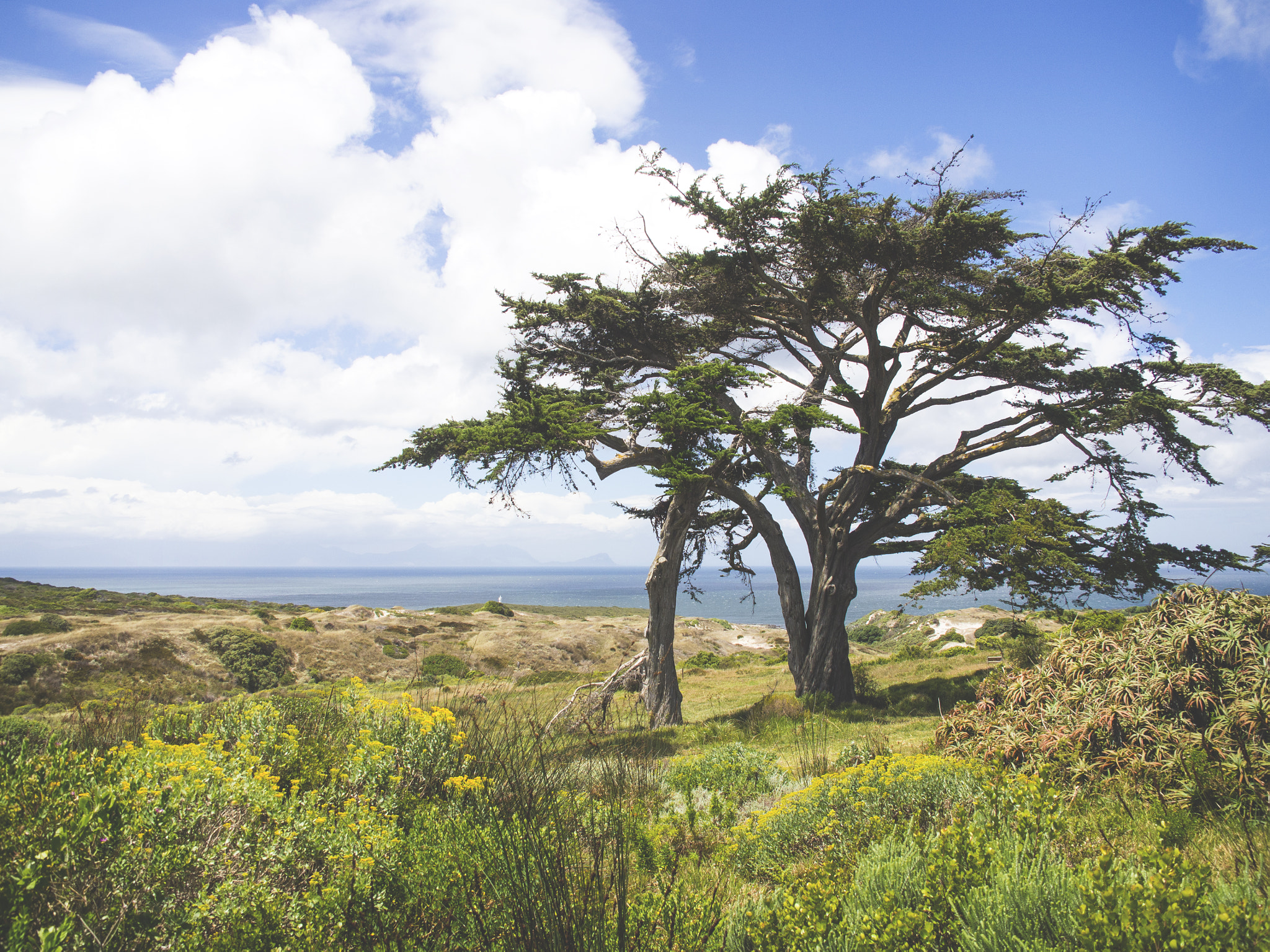 Olympus OM-D E-M10 sample photo. A tree grows in africa photography