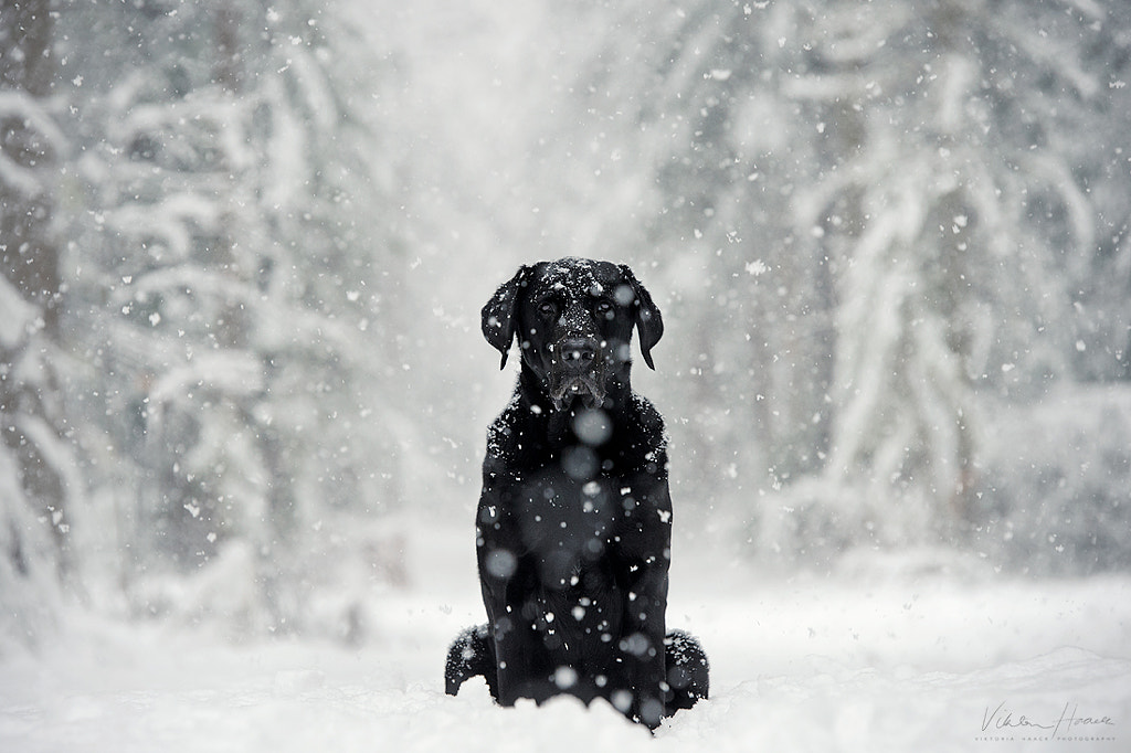 alfred by Viktoria Haack on 500px.com