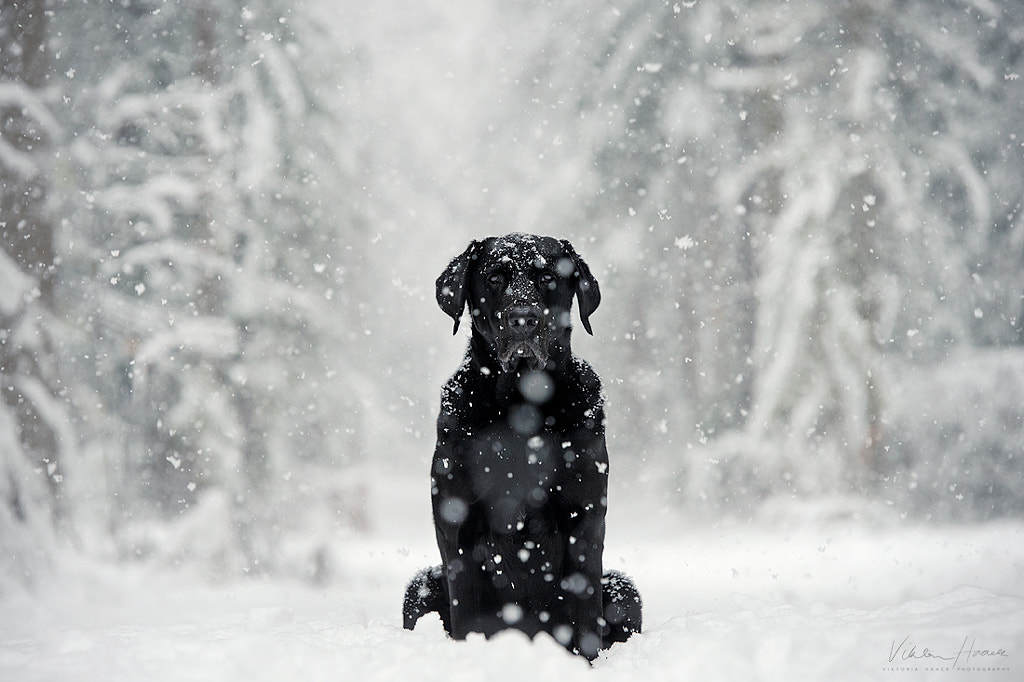 alfred by Viktoria Haack on 500px.com