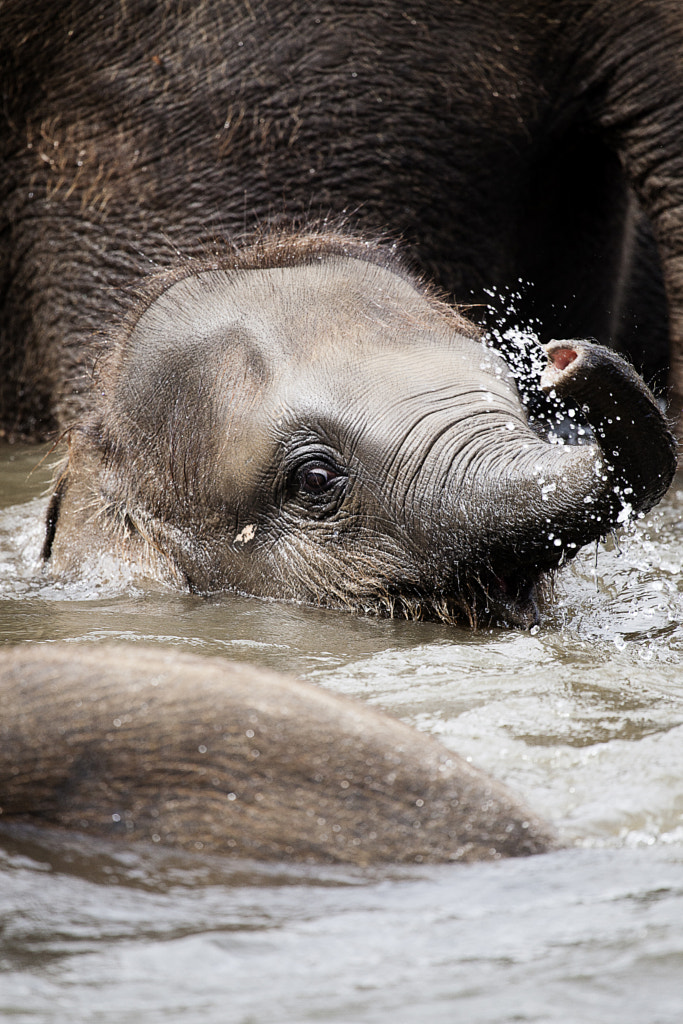 30 Cute Funny Baby Elephant Images That Will Brighten Up Your Day 500px