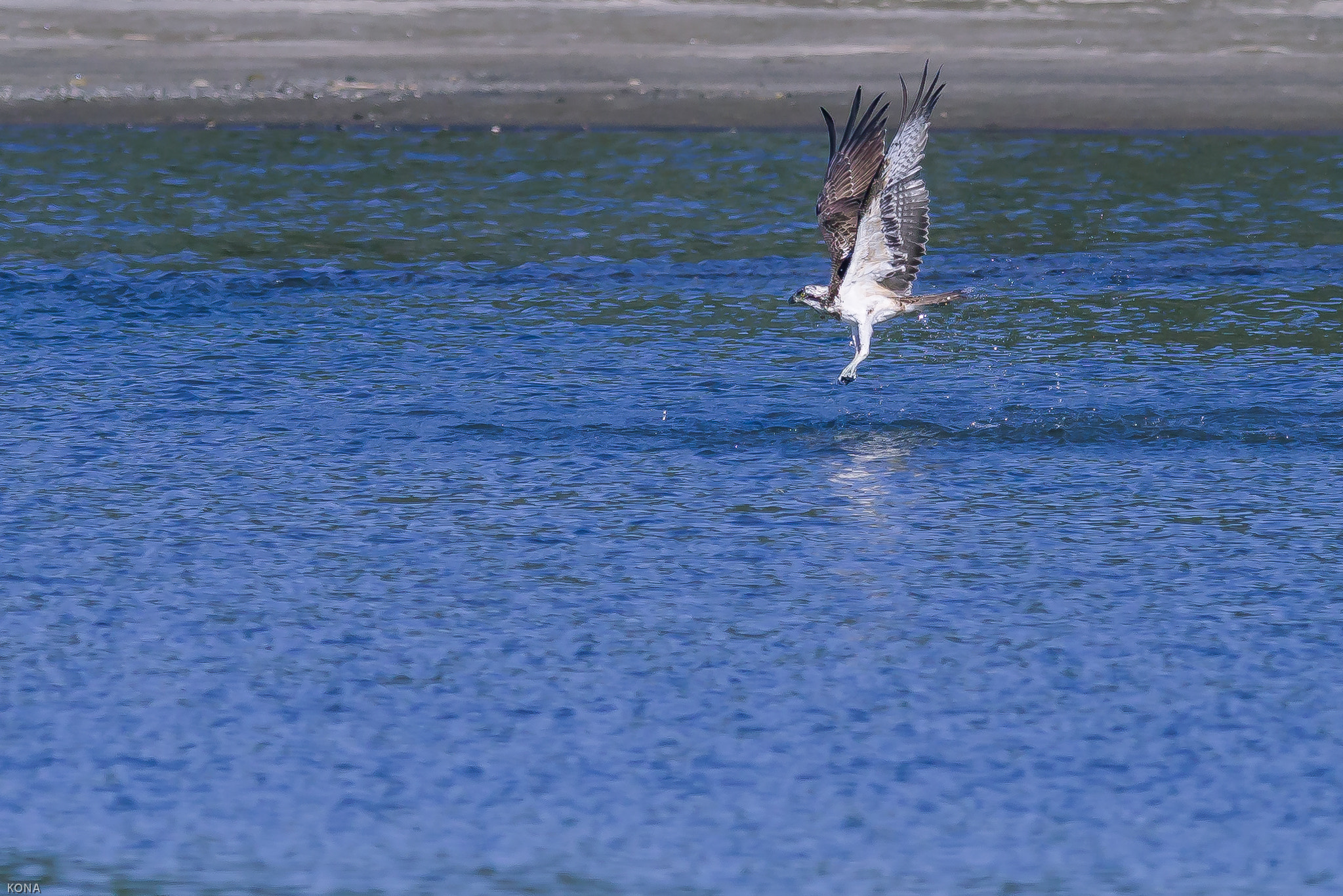 Nikon AF-S Nikkor 400mm F2.8G ED VR II sample photo. Misago photography