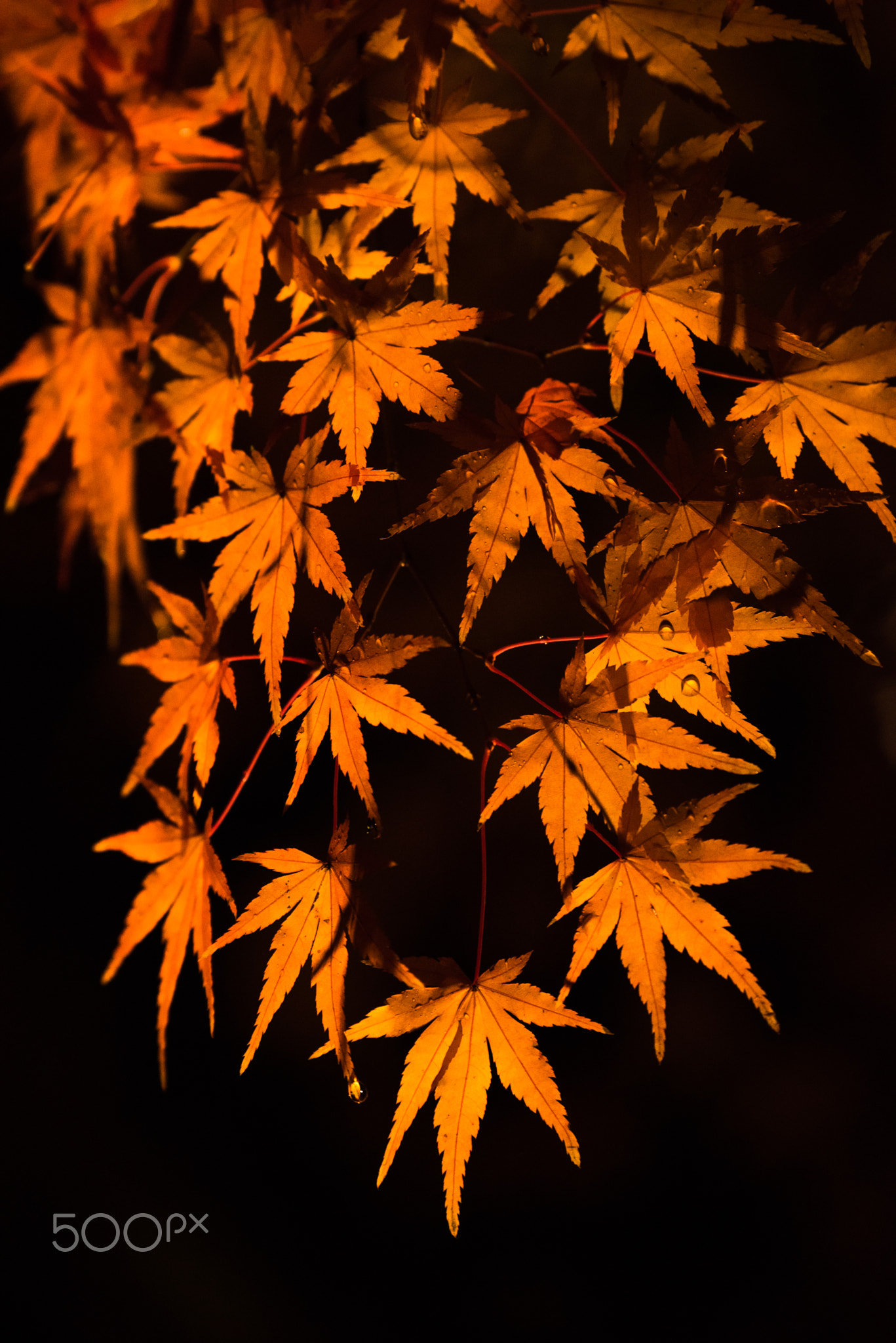 Autumn Leaves