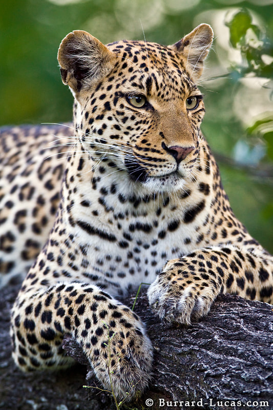 Leopard by Will Burrard-Lucas - Photo 9129493 / 500px