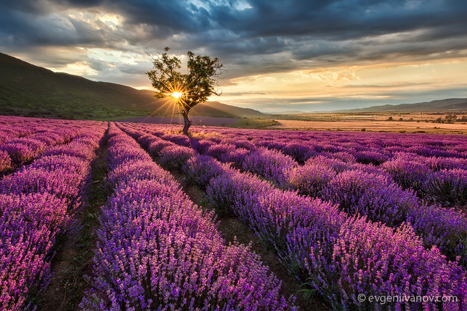 Lavender field by Evgeni Ivanov on 500px.com