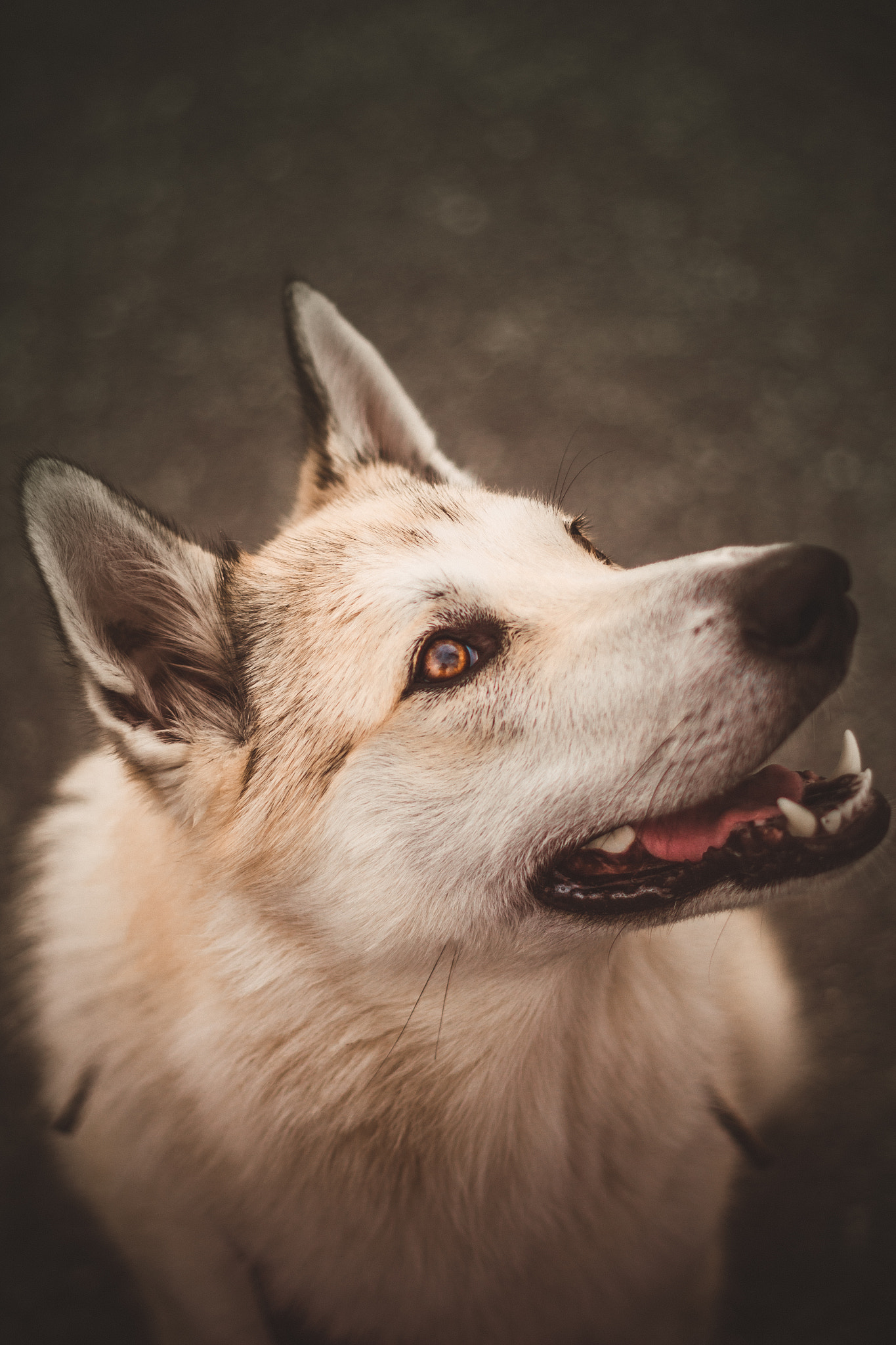Husky