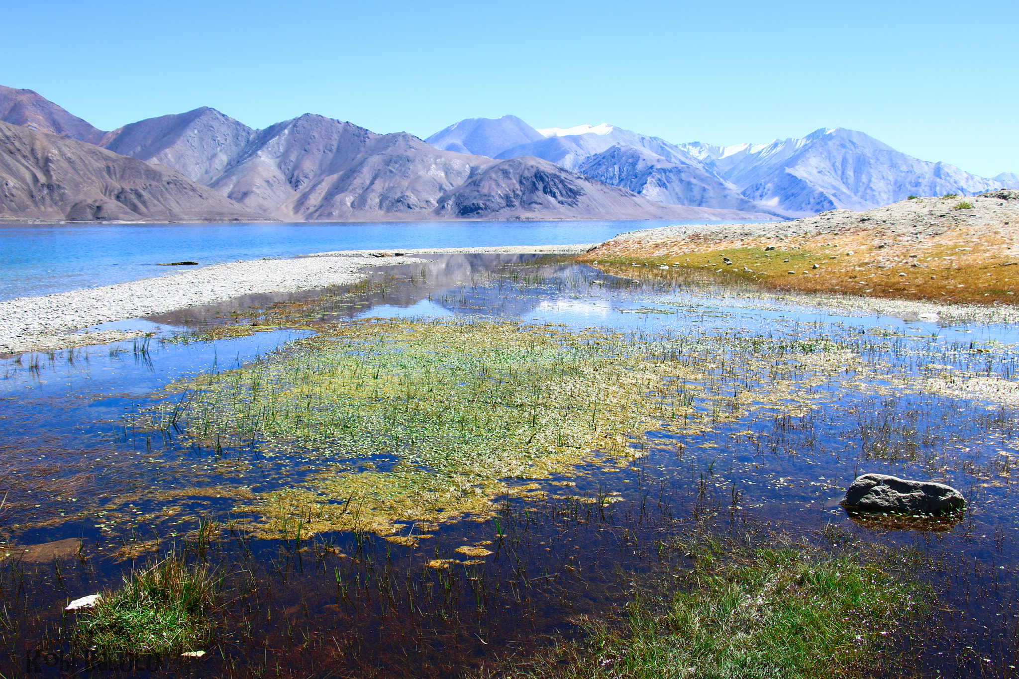 Ladakh Swamp.