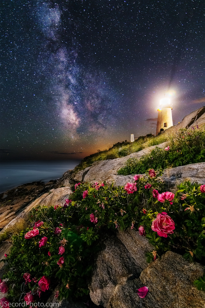The Roses of Pemaquid Point