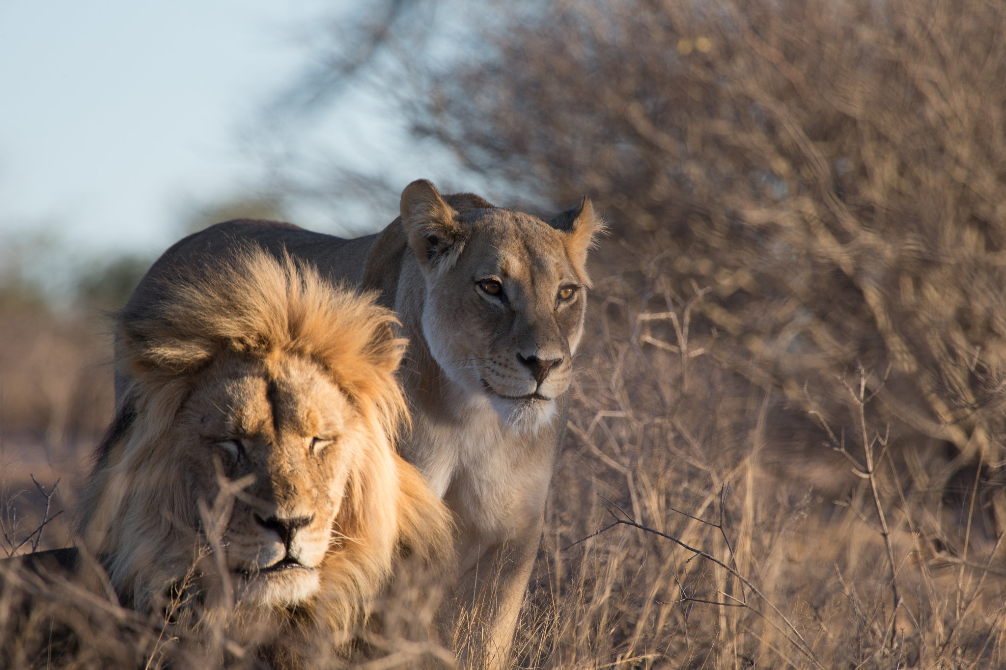 Canon EOS-1D X + Canon EF 100-400mm F4.5-5.6L IS USM sample photo. Lions during the sunrise photography