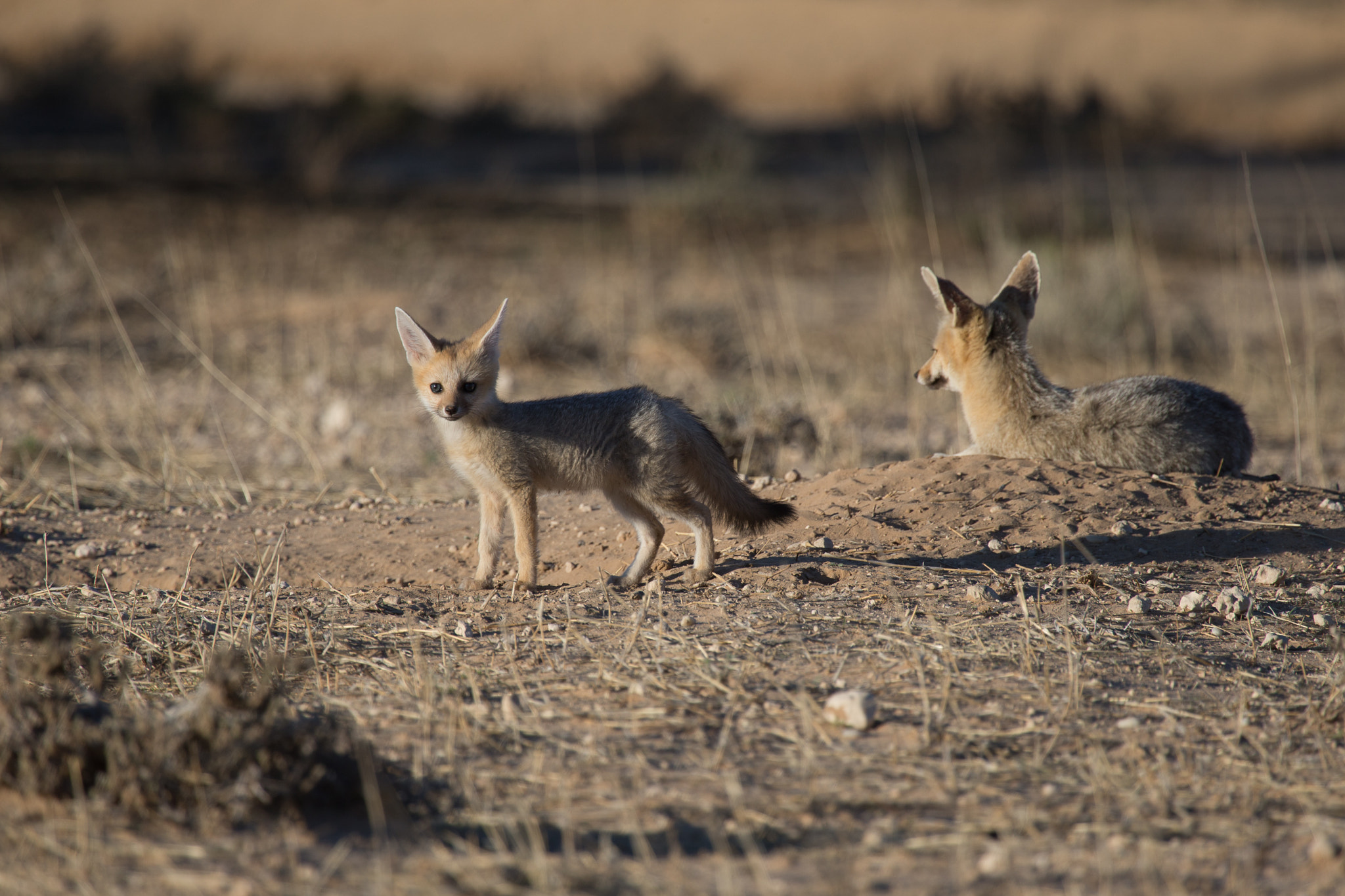 Canon EOS-1D X + Canon EF 100-400mm F4.5-5.6L IS USM sample photo. Capefox with offspring during the sunrise photography