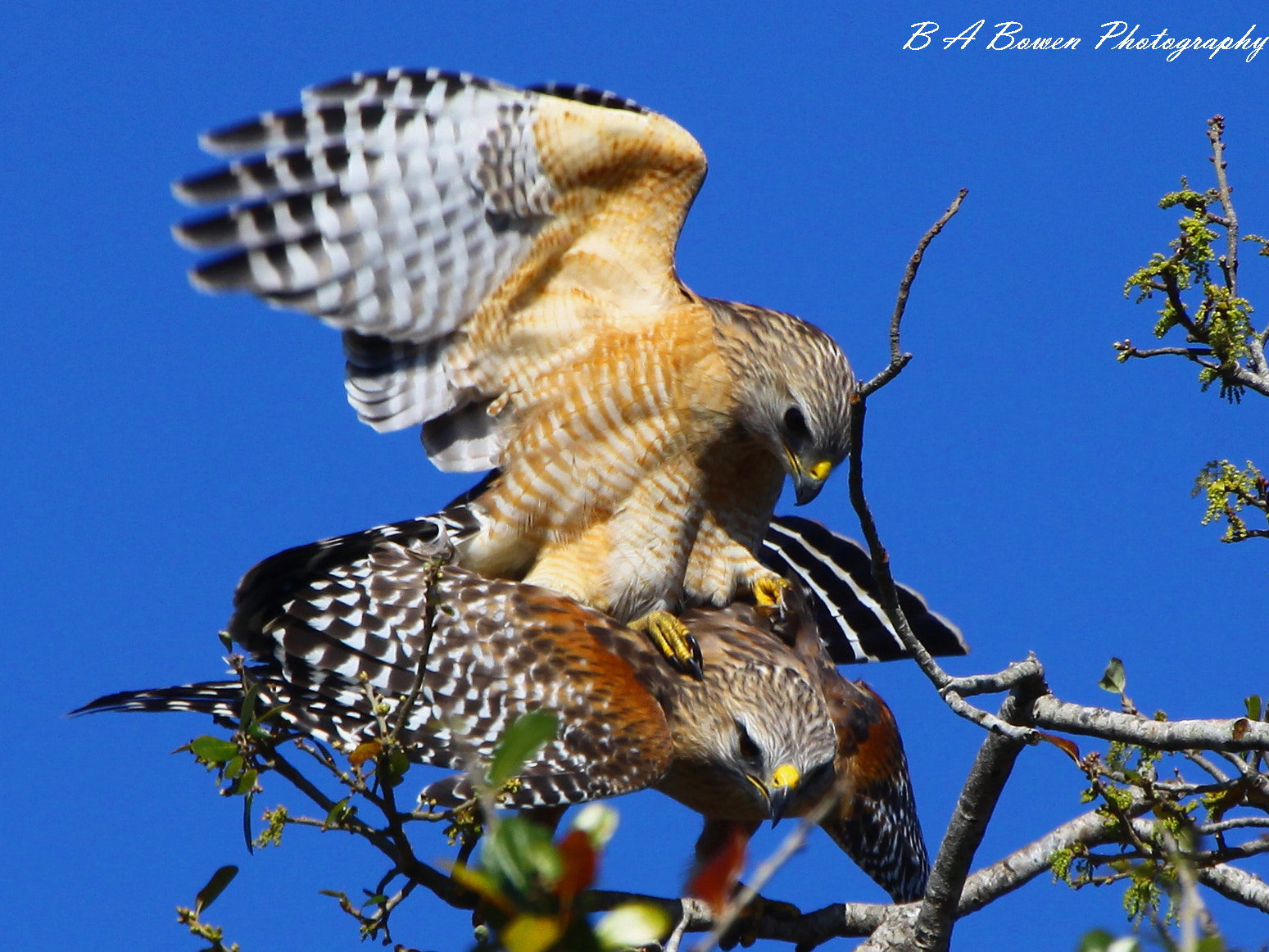 Red-shouldered hawk mating by Barbara Bowen / 500px