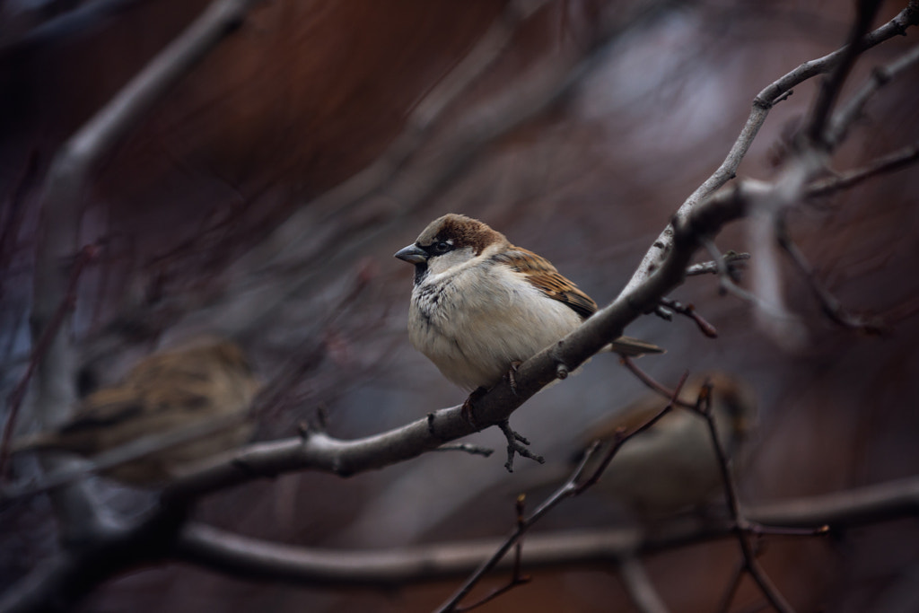 .... by Sergey Zimoglyad on 500px.com