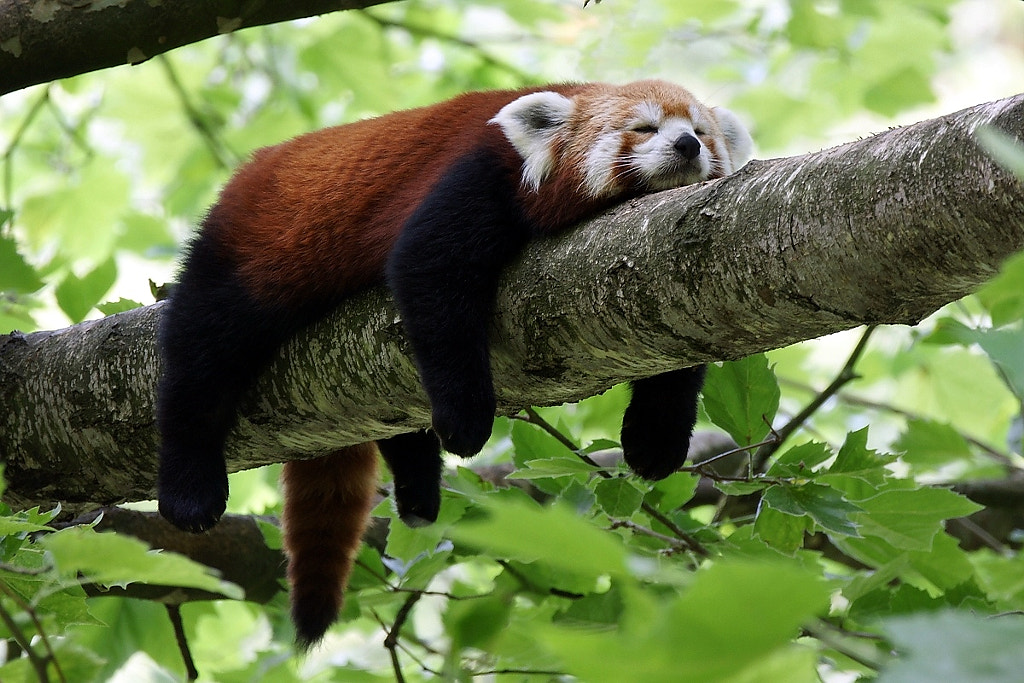 Photos Of Red Pandas Slacking Off That Are Really Cute 500px