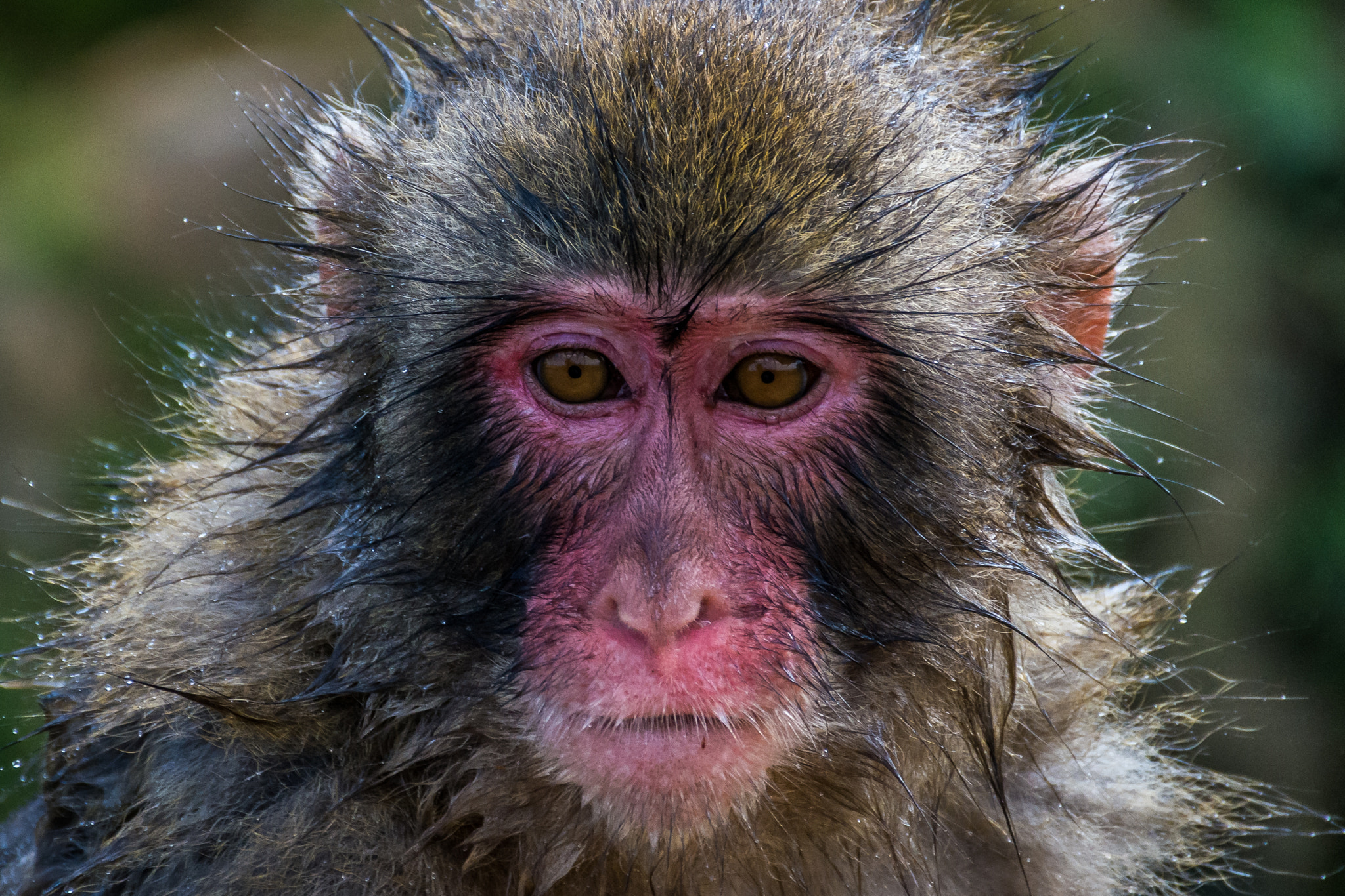 Japanese macaque portrait