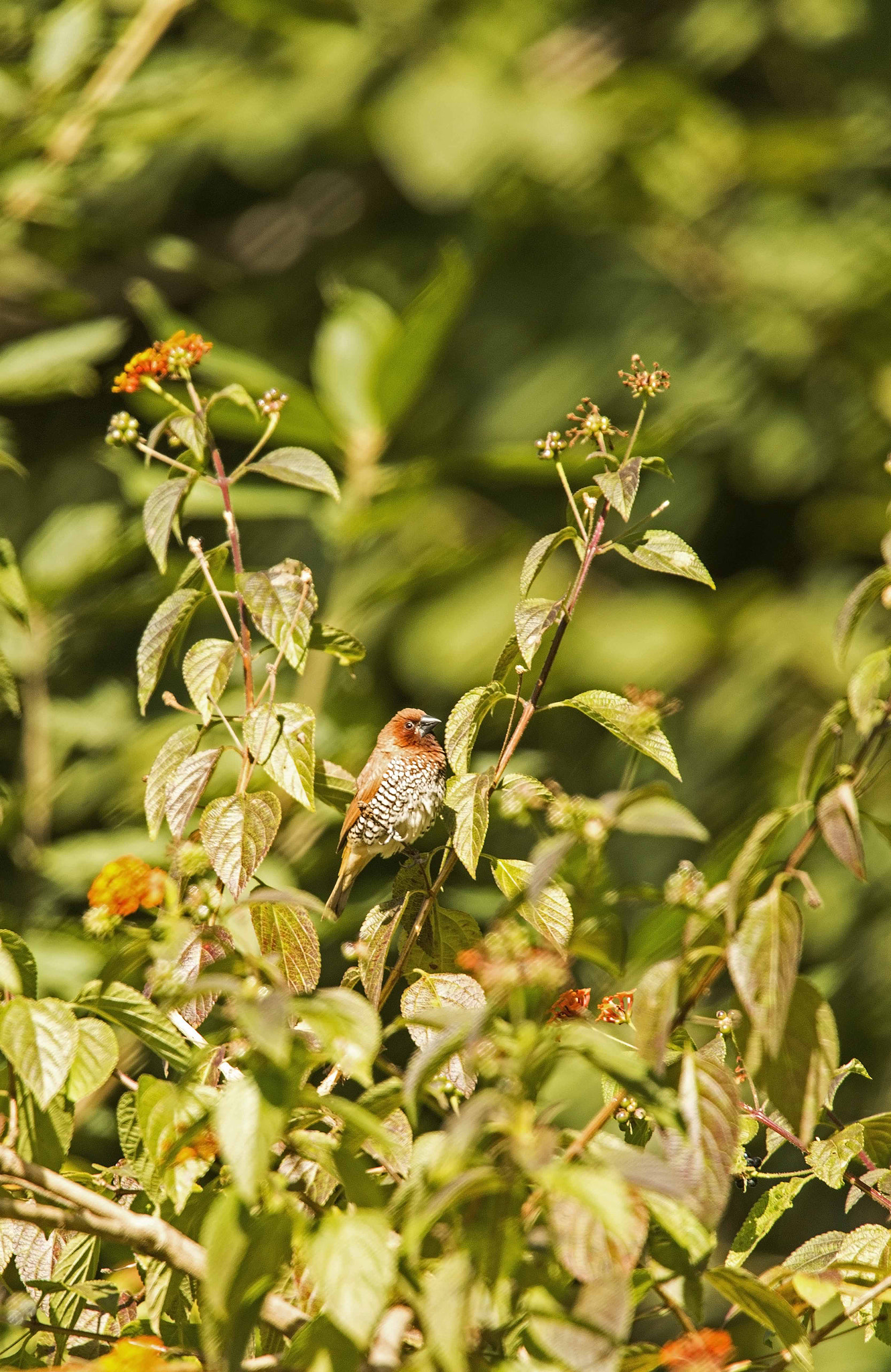 Scaly Breasted Munia