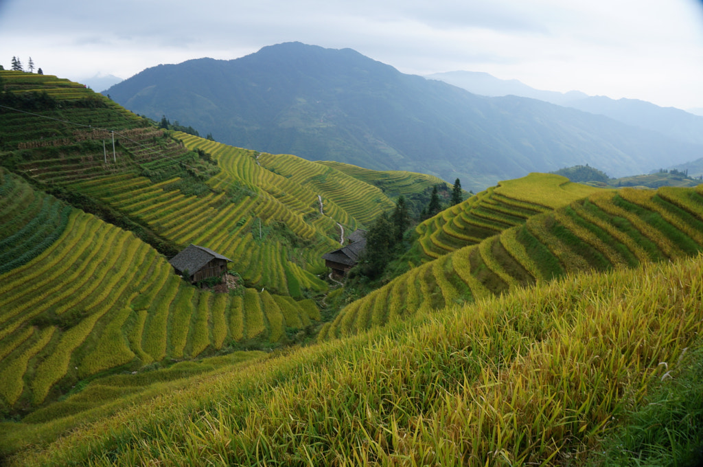 Terraced ricefield in Longji