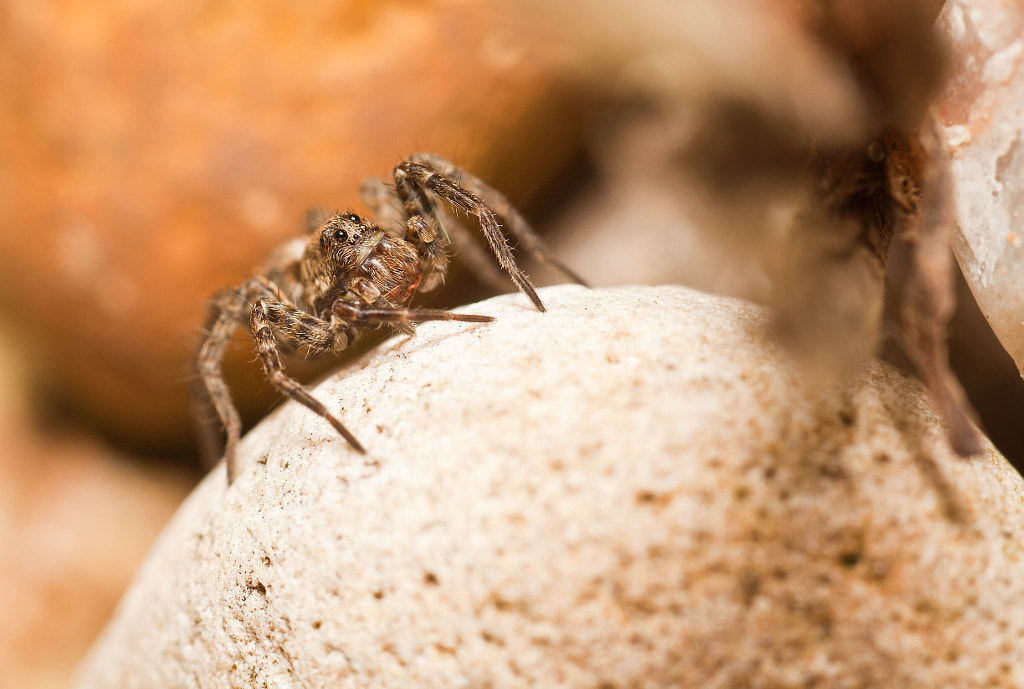 macro-photography - The Dweller by Robert K. Baggs on 500px.com