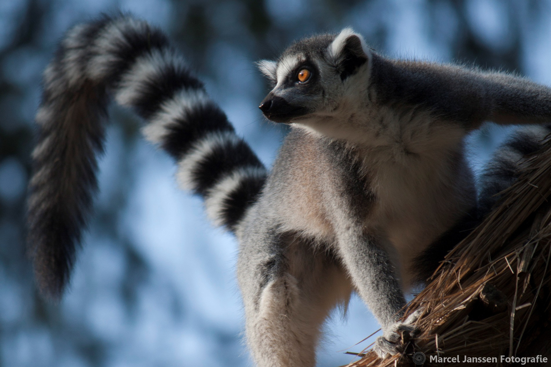 Canon EF-S 55-250mm F4-5.6 IS sample photo. Ring-tailed lemur photography
