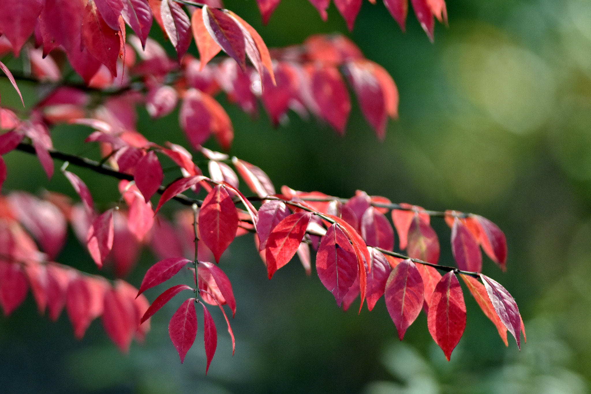 Nikon D810 + Nikon AF-S Nikkor 300mm F4D ED-IF sample photo. Red glow of late autumn photography