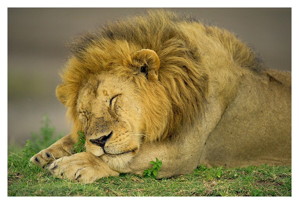Sleeping Lion by nara simhan on 500px.com