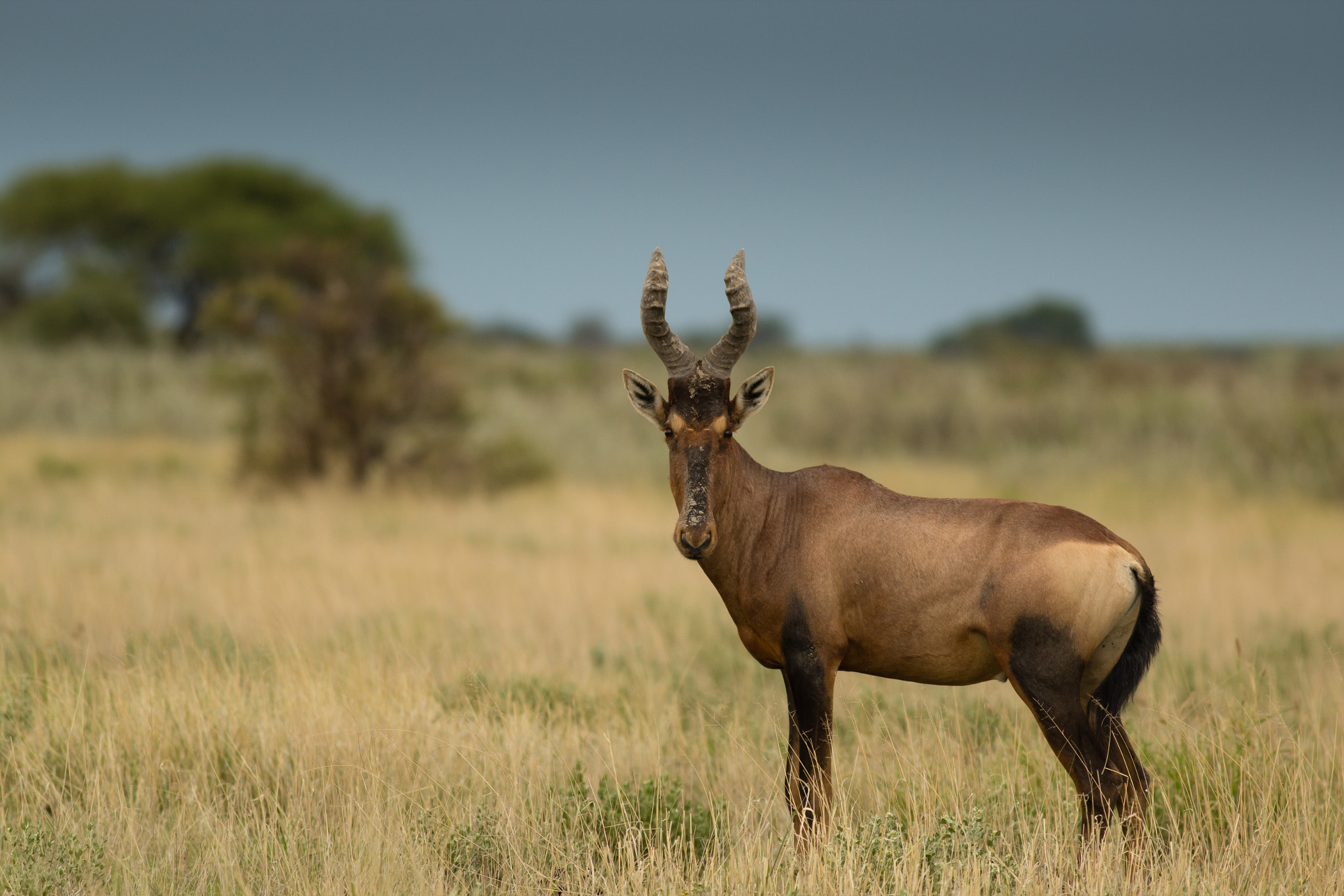 Red Hartebeest