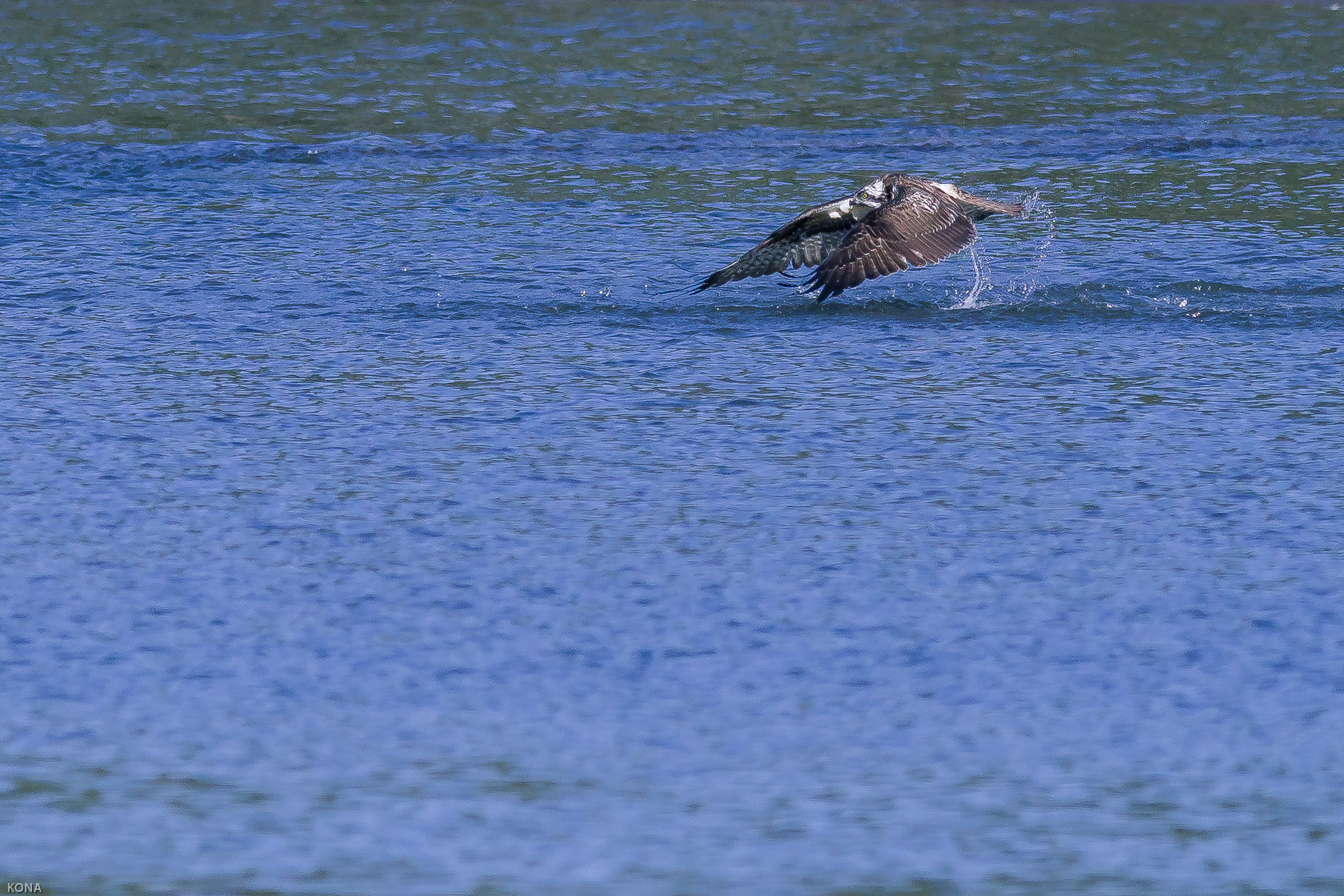 Nikon AF-S Nikkor 400mm F2.8G ED VR II sample photo. Misago photography