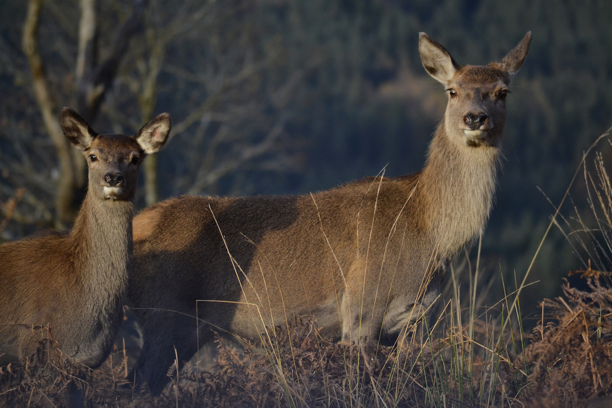 Red Deer