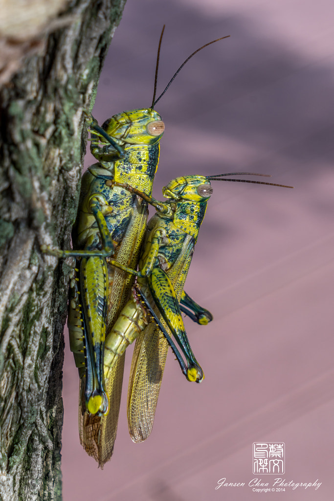 Grasshoppers Mating by Jansen Chua on 500px.com