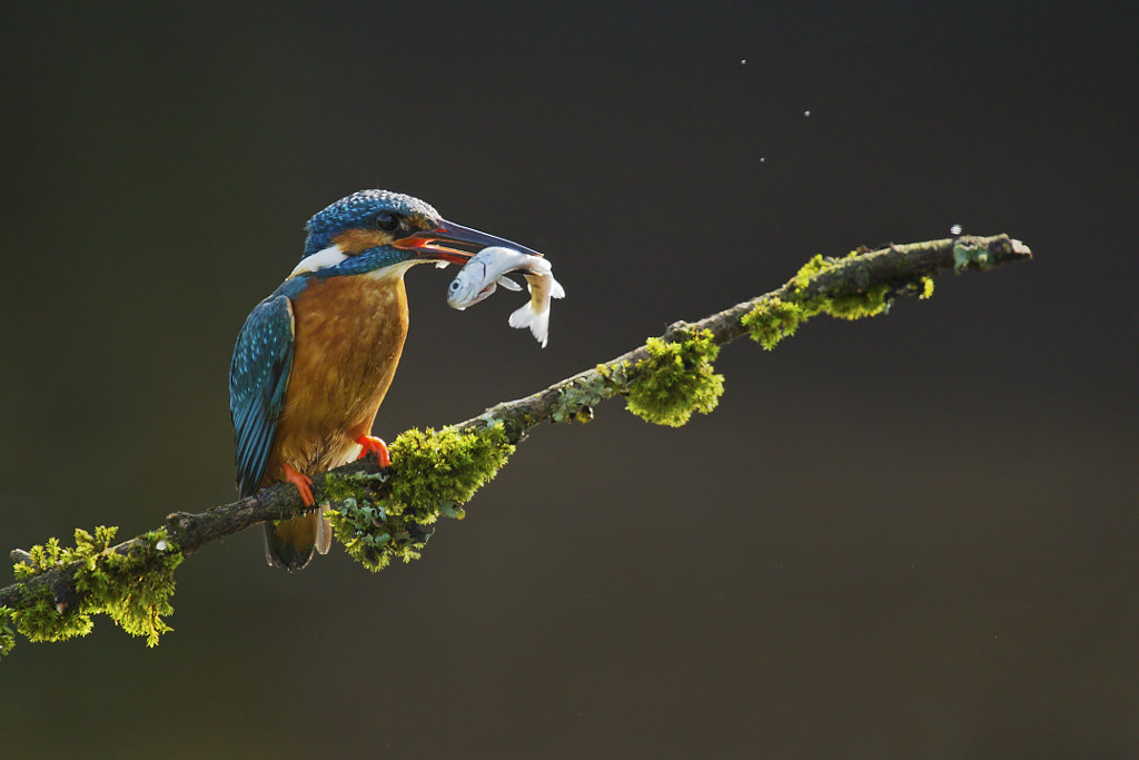 Kingfisher at work by Sylwia Domaradzka on 500px.com