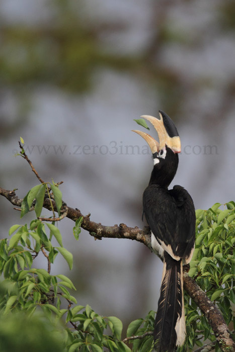 Malabar Pied Hornbill