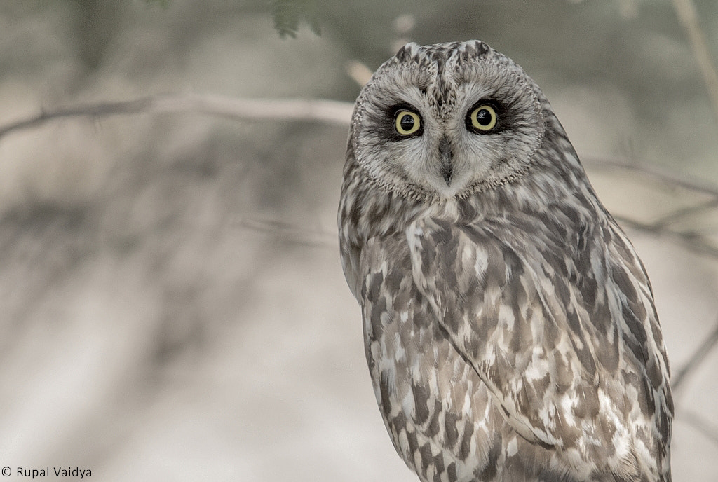 Short eared owl