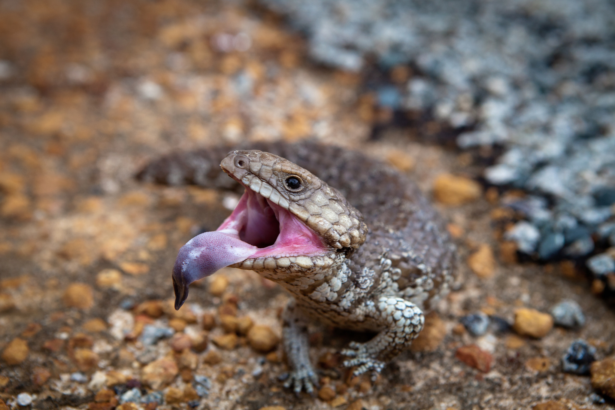 Blue Tongue Lizard with stretched out tongue by Markus Gebauer