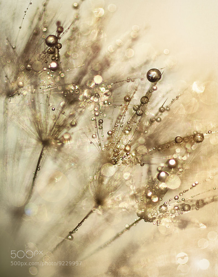 Dandelion Wishes by Gary McParland