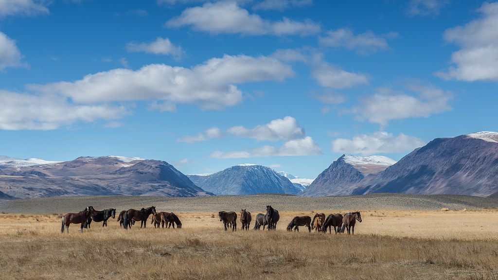 Horses in Altai Tavan Bogd by Stefan Cruysberghs on 500px.com