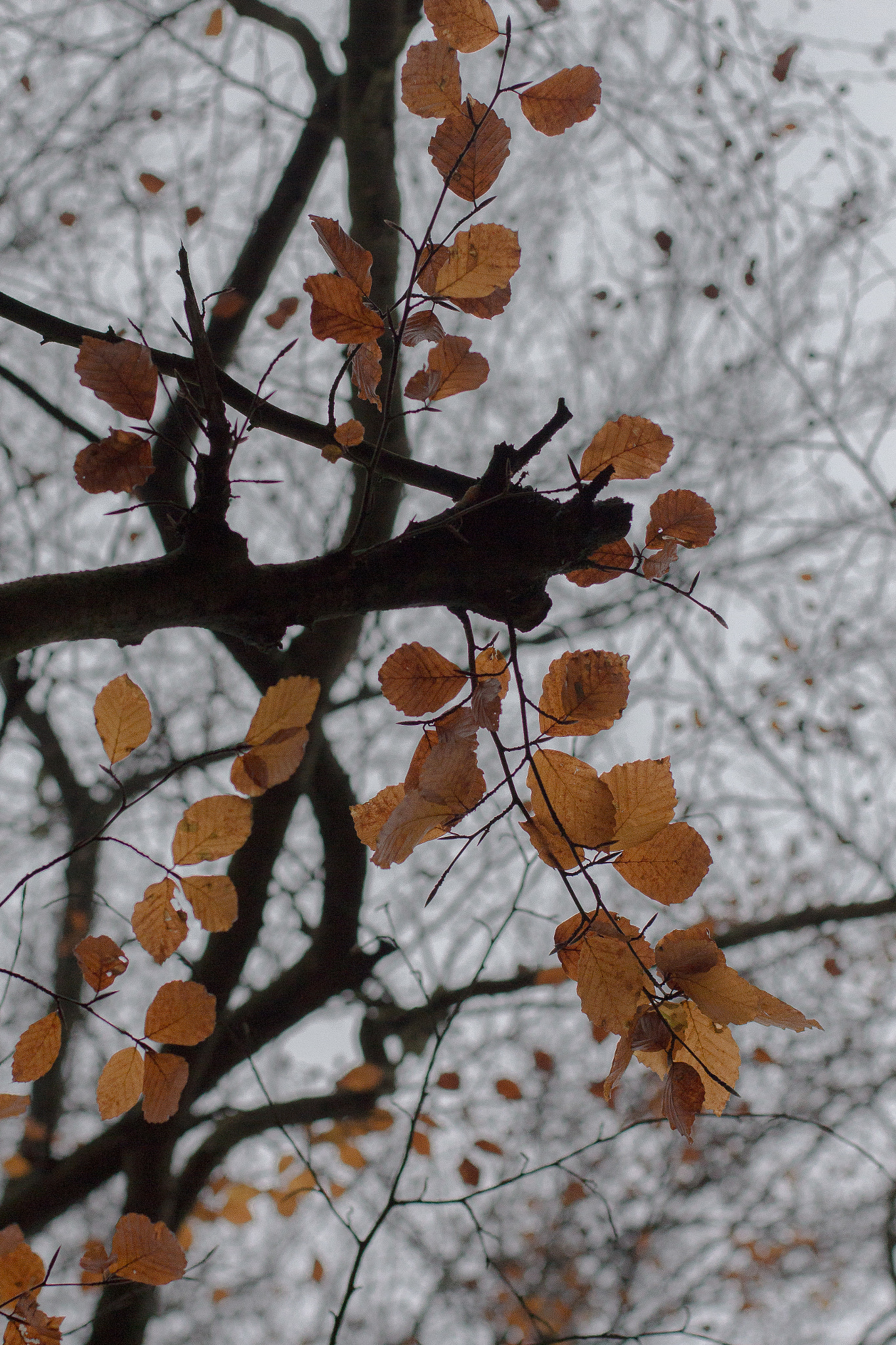 Canon EOS 700D (EOS Rebel T5i / EOS Kiss X7i) + Canon EF 50mm F1.4 USM sample photo. Winter settles photography