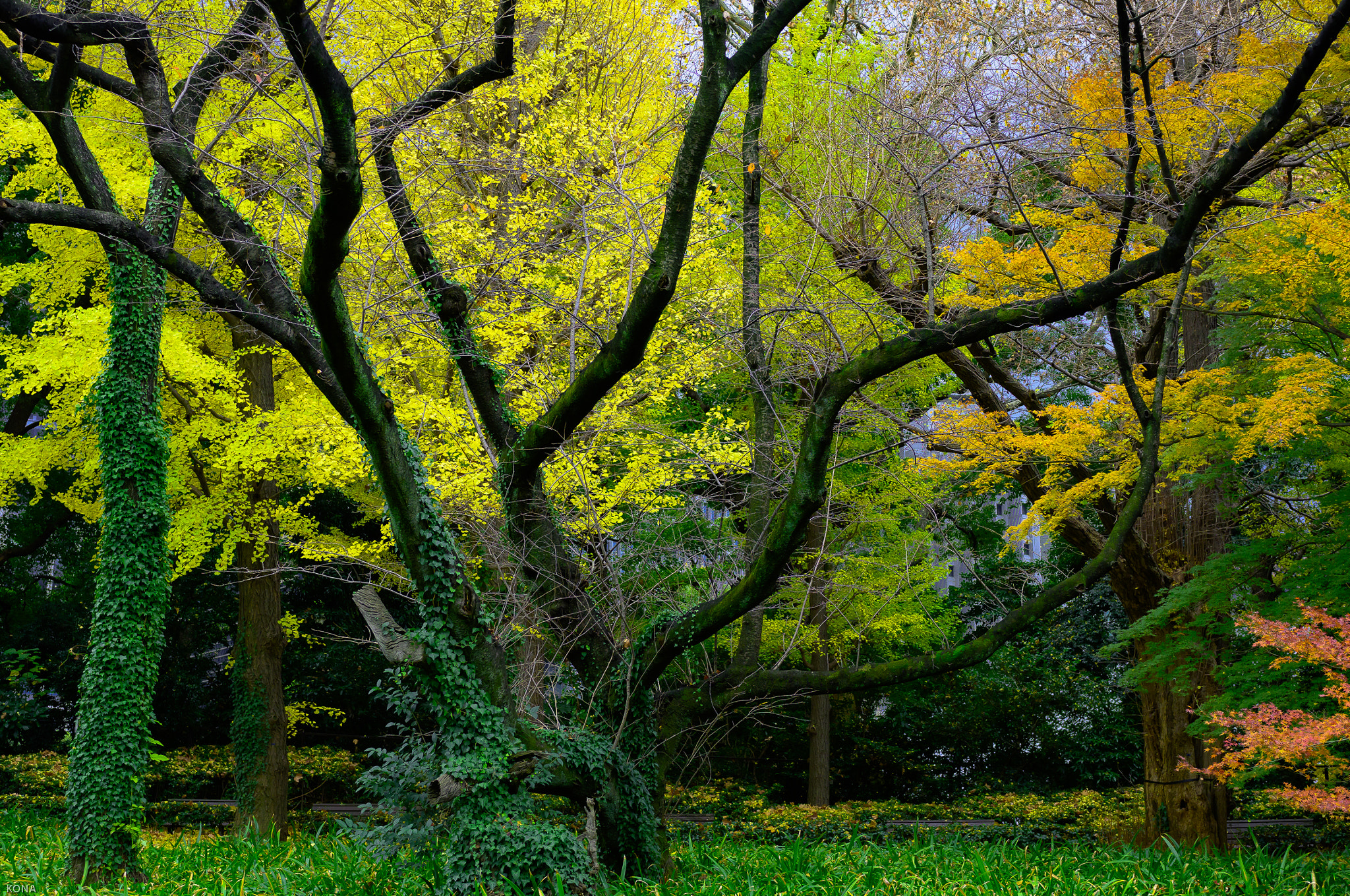 Nikon AF-S Nikkor 28-70mm F2.8 ED-IF sample photo. 皇居 photography