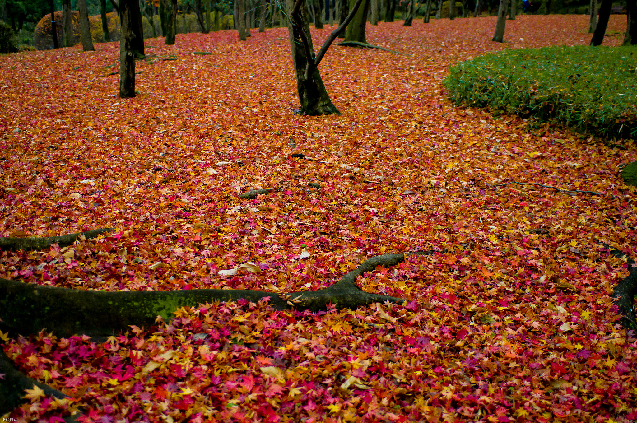 Nikon AF-S Nikkor 28-70mm F2.8 ED-IF sample photo. 落ち葉 photography