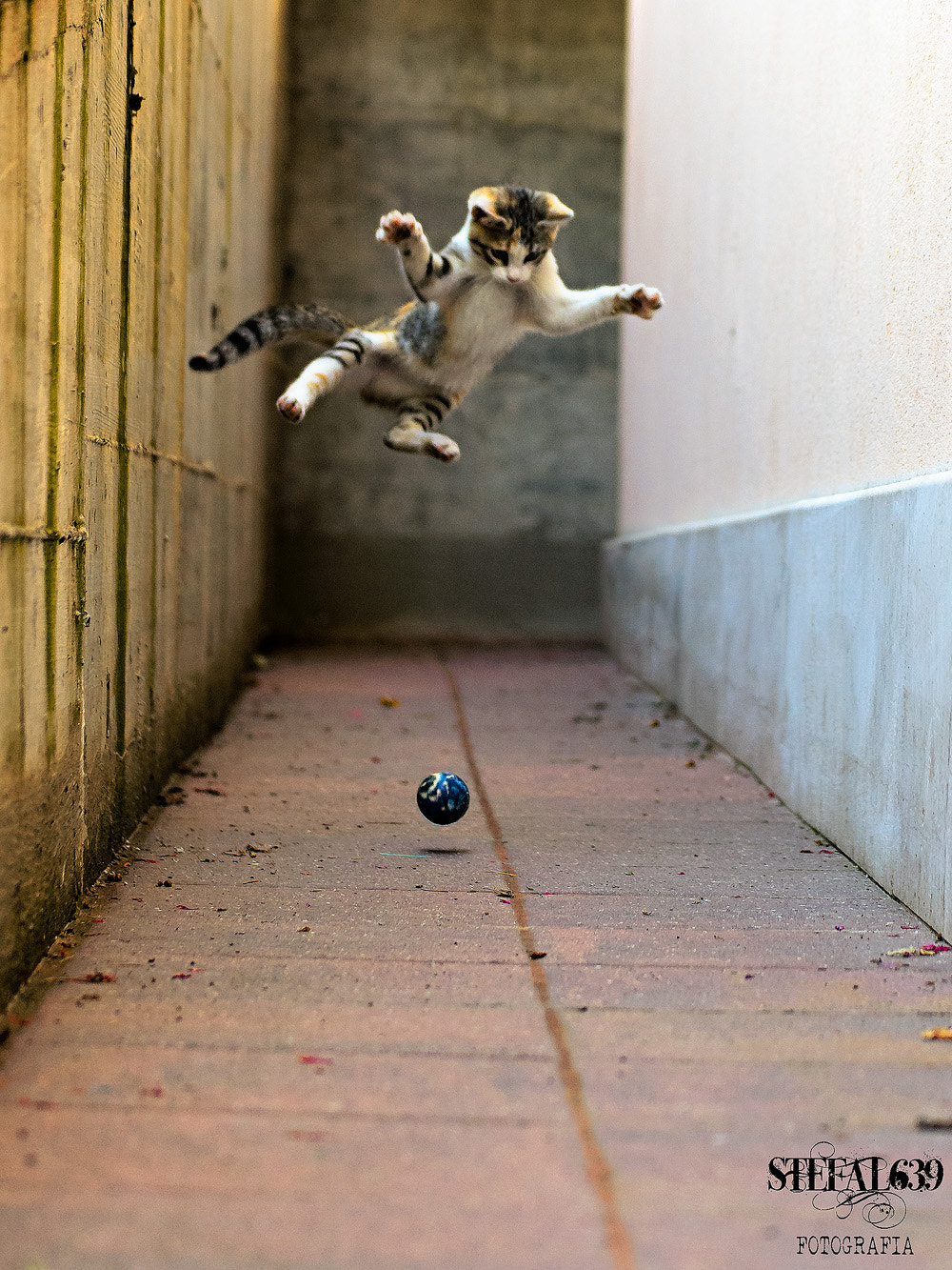 My cat jump by Stefano Alleva Photo 92450567 / 500px