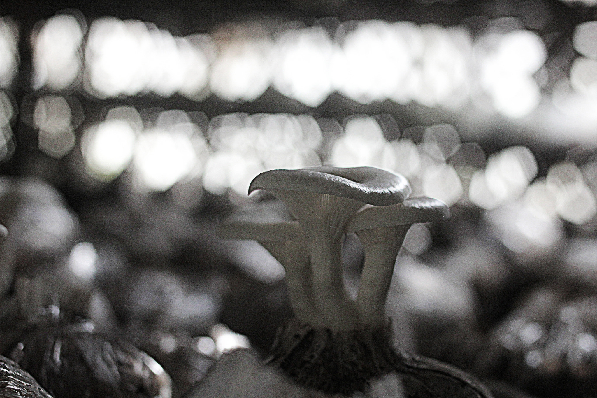 Canon EOS 60D + Canon EF 35mm F2 sample photo. Mushroom photography