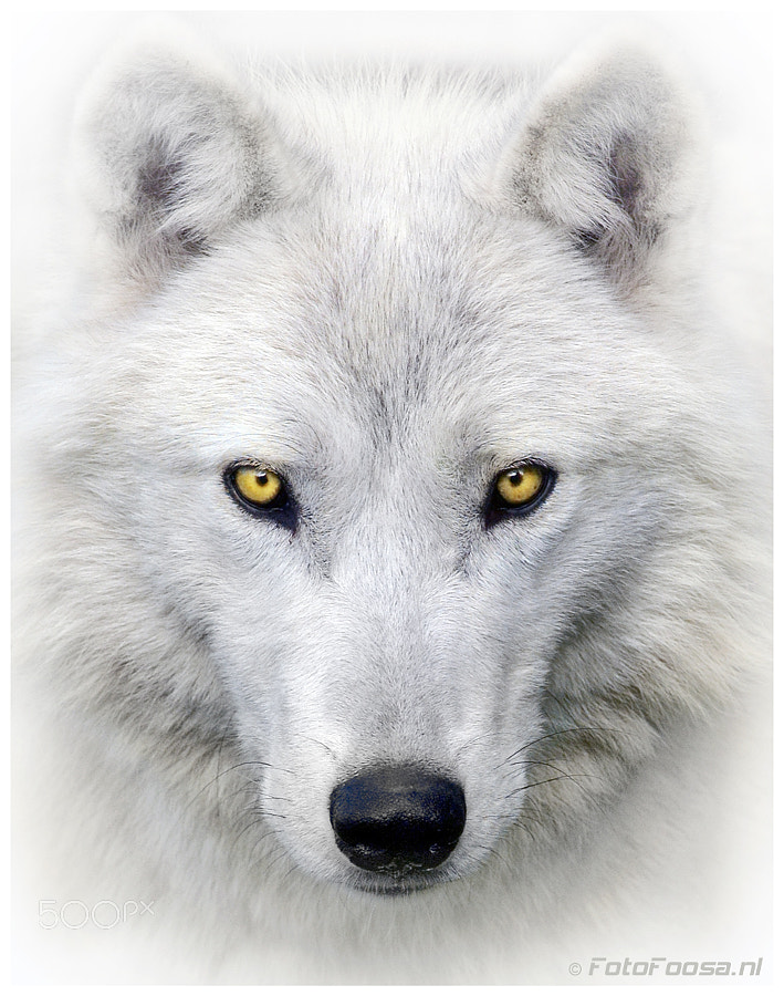 White Wolf by Marcel Bressers / 500px