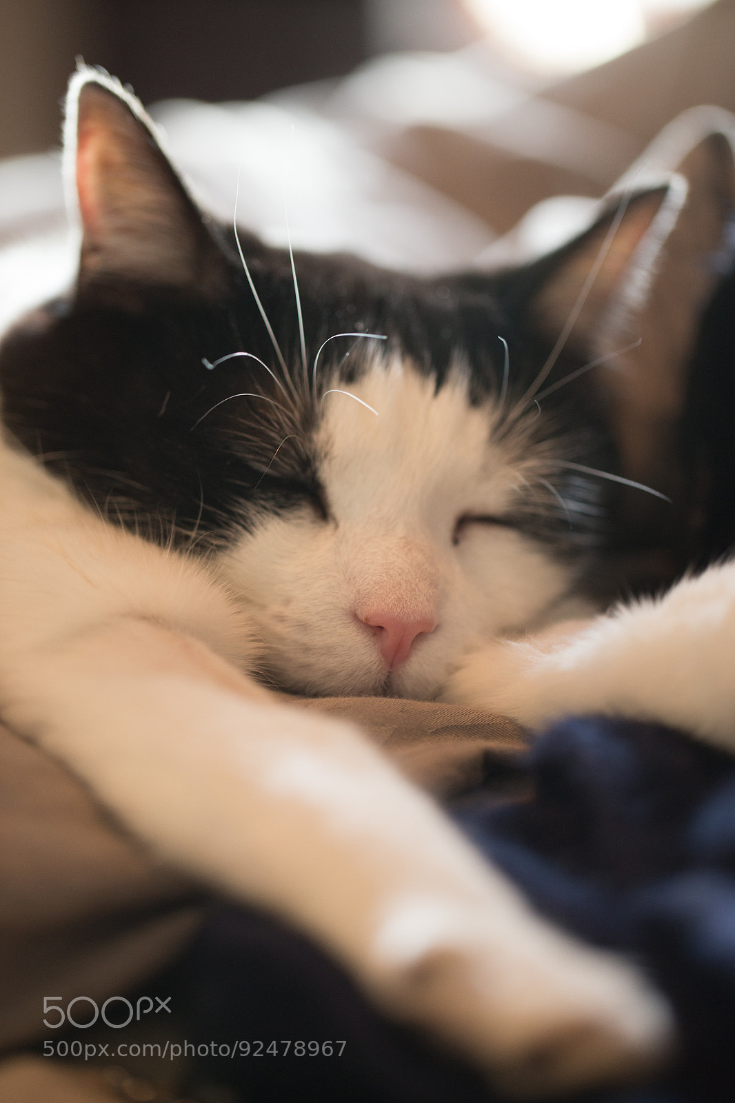 Canon EOS 6D sample photo. Untitled photography