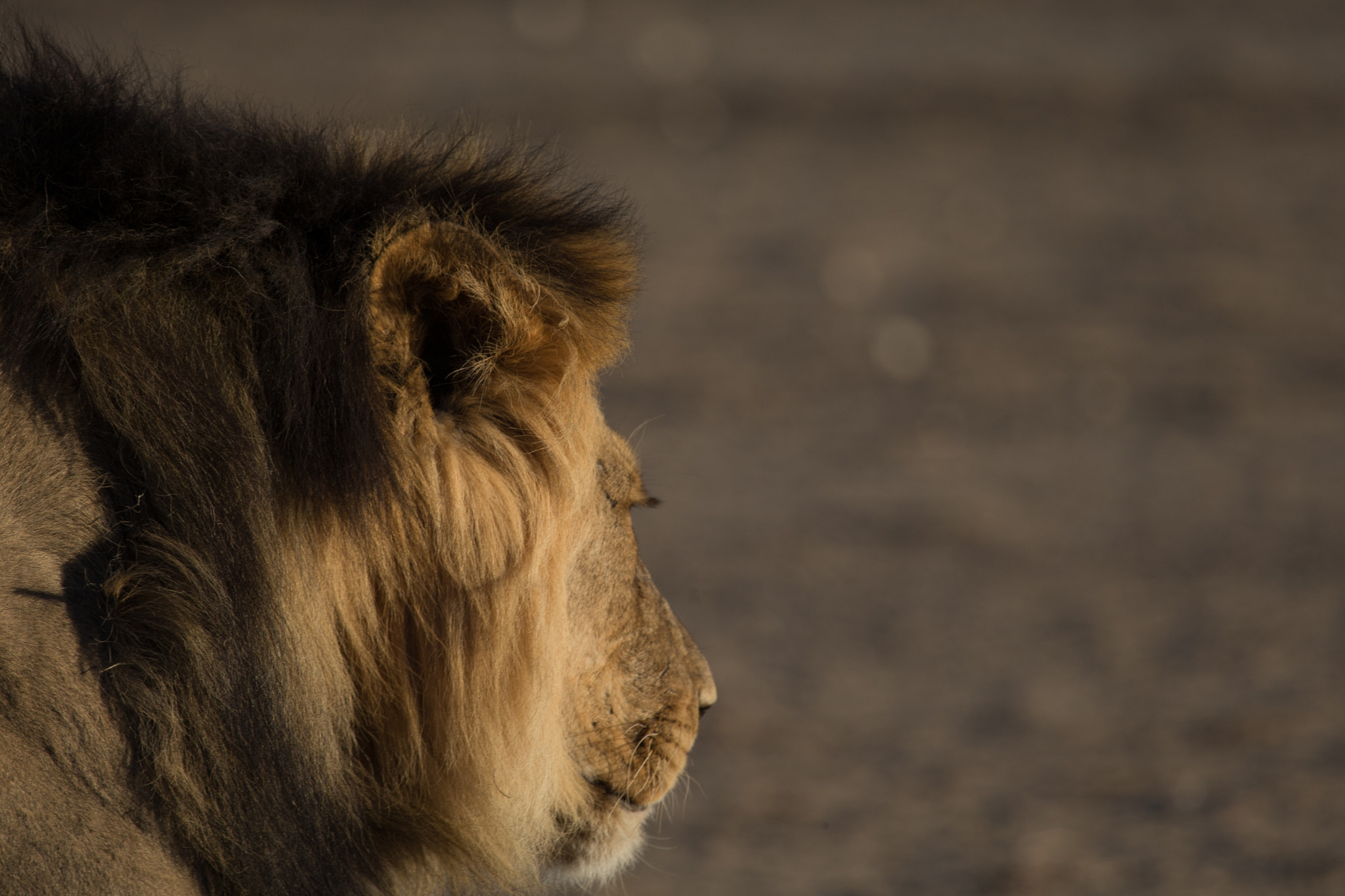 Canon EOS-1D X + Canon EF 100-400mm F4.5-5.6L IS USM sample photo. Lion in the sunset photography