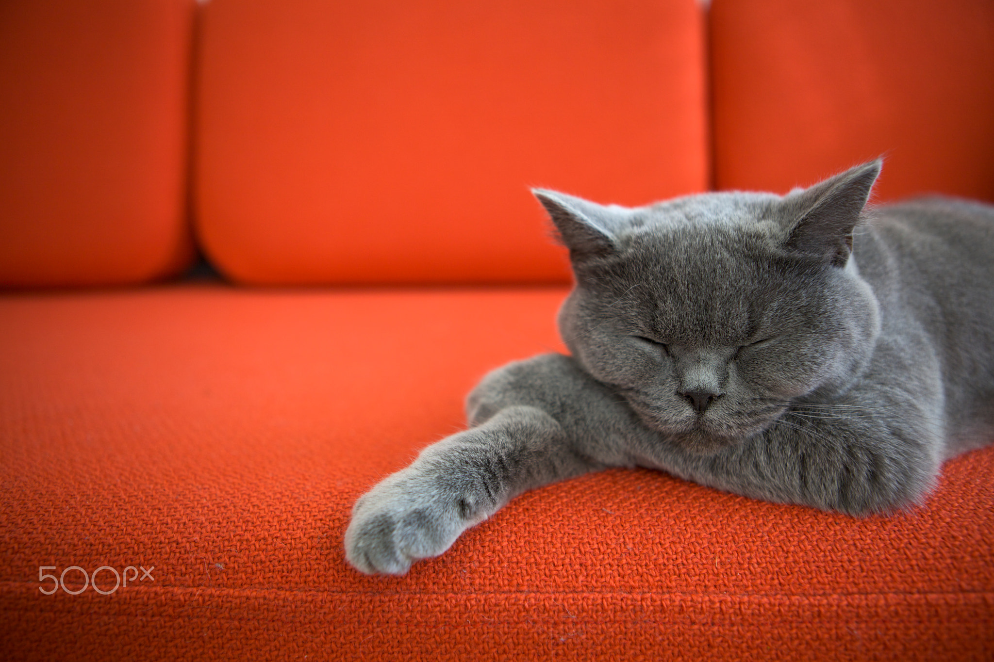 Cat relaxing on a couch.