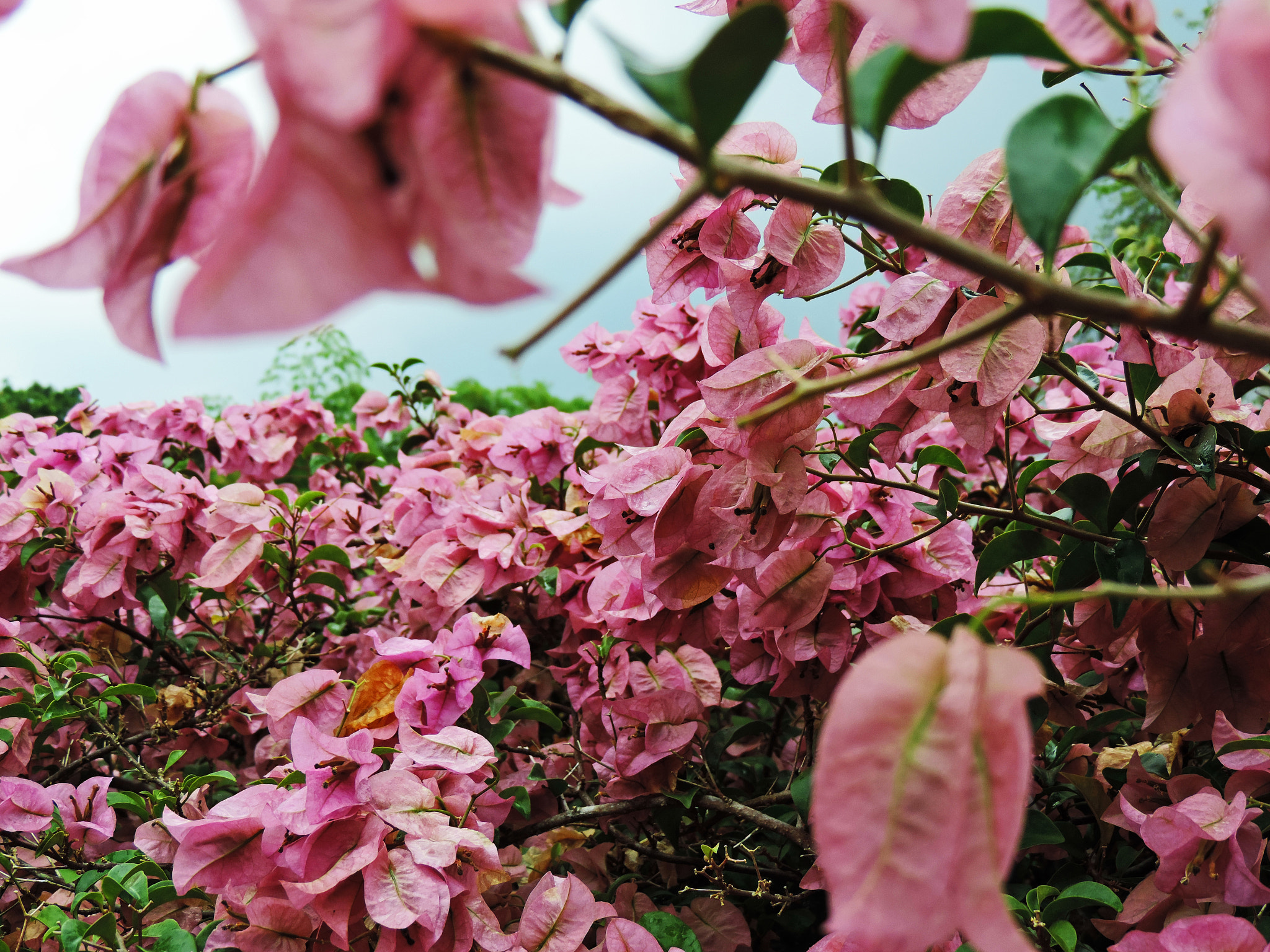 showers of pink.