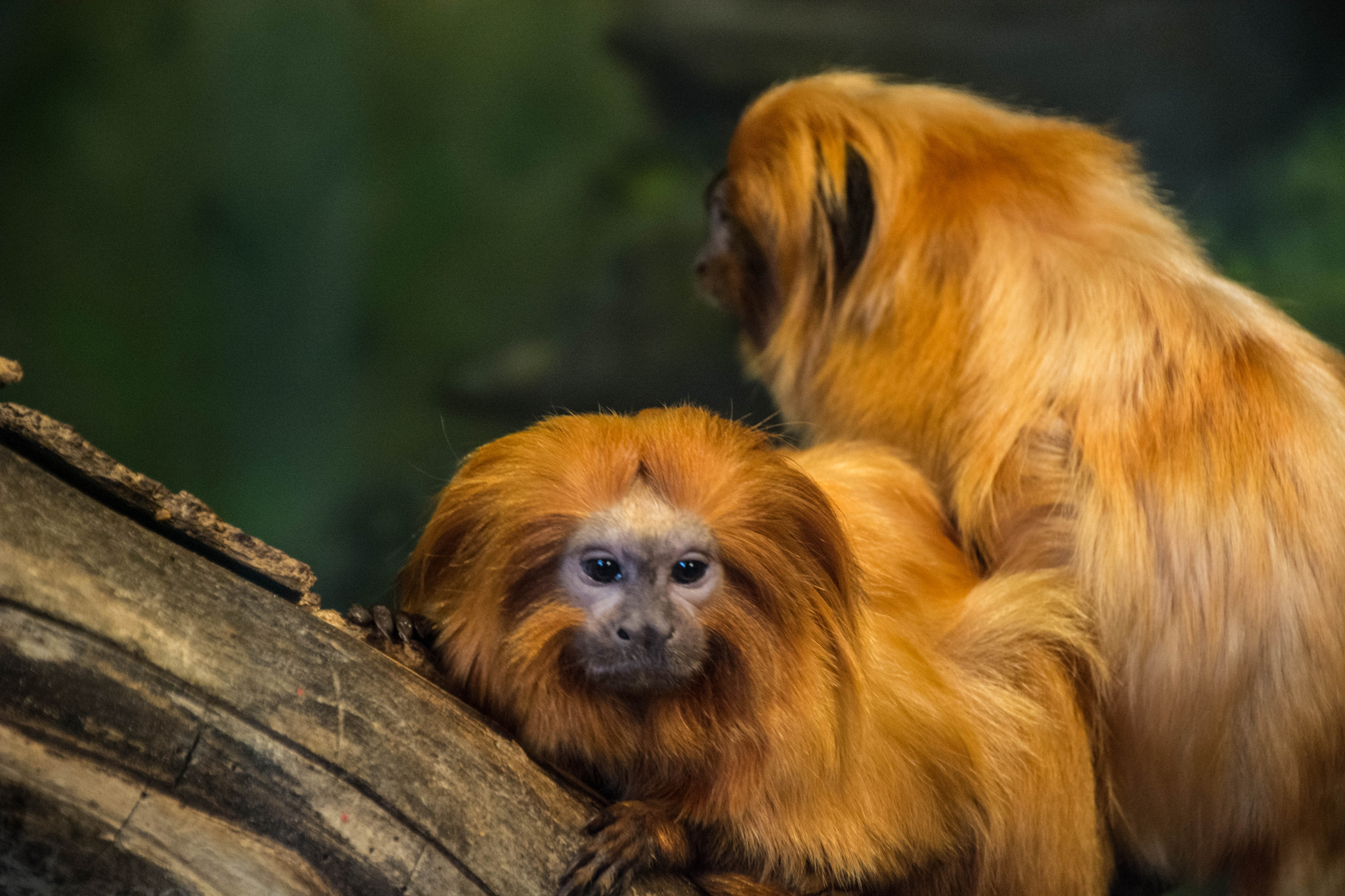 Badass Hair Monkeys