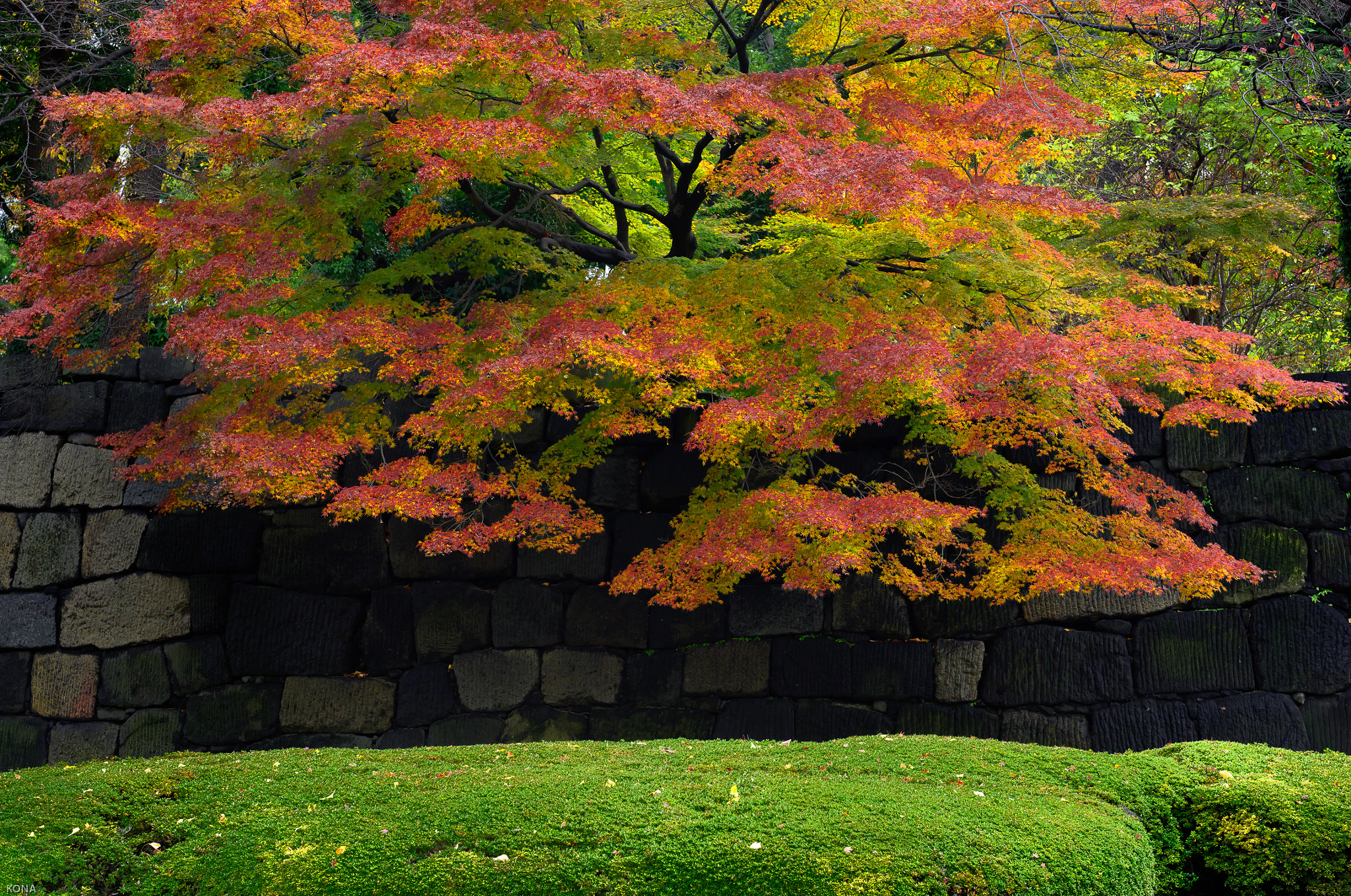 Nikon AF-S Nikkor 28-70mm F2.8 ED-IF sample photo. Momiji photography